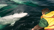 Tausende Belugas bevölkern die Flüsse Churchill und Seal