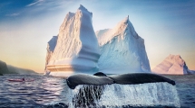 Zwischen Walen und Eisbergen