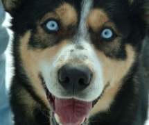 Schlittenhund, © Government of Yukon