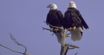 Weißkopfseeadler