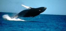 Walbeobachtung in der Bay of Fundy